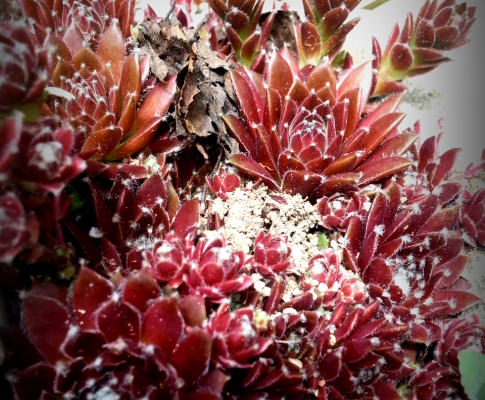Sempervivum