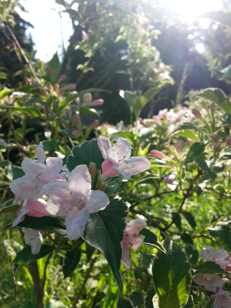 A Flower