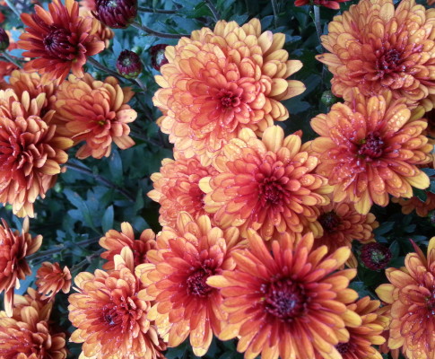 Chrysanthemum