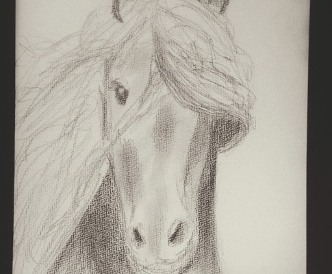 A Horse